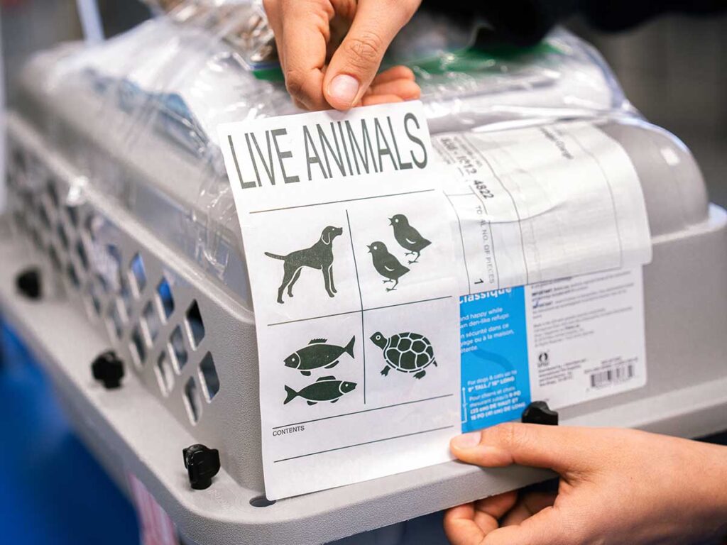 Live Animal Transportation